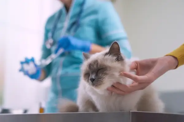 Cat Vaccination