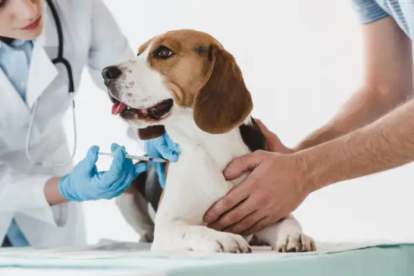 Dog Vaccination