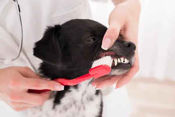 Fiber Optic Dental Cleaning