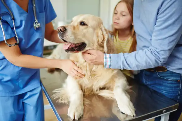 Veterinarian Service